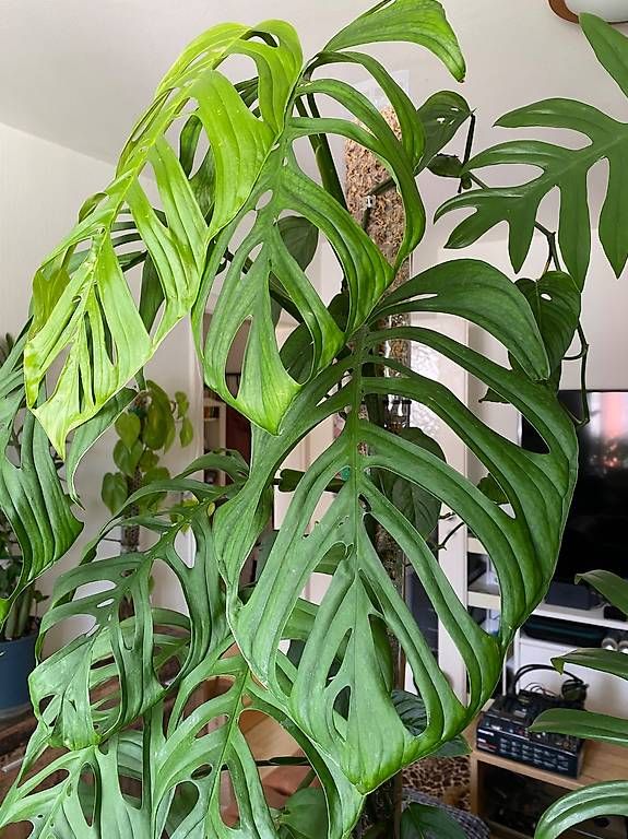 Piante & sementi: Monstera Epipremnoides Esqueleto – Usato da Pratteln venduto da Sylvie027