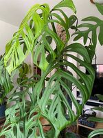 Monstera Epipremnoides Esqueleto