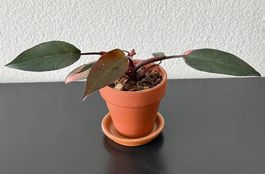 Philodendron Pink Princess, Jungpflanze, Tontopf