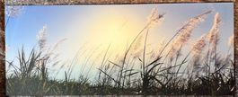 Glasbild Schilfgras im Abendlicht
