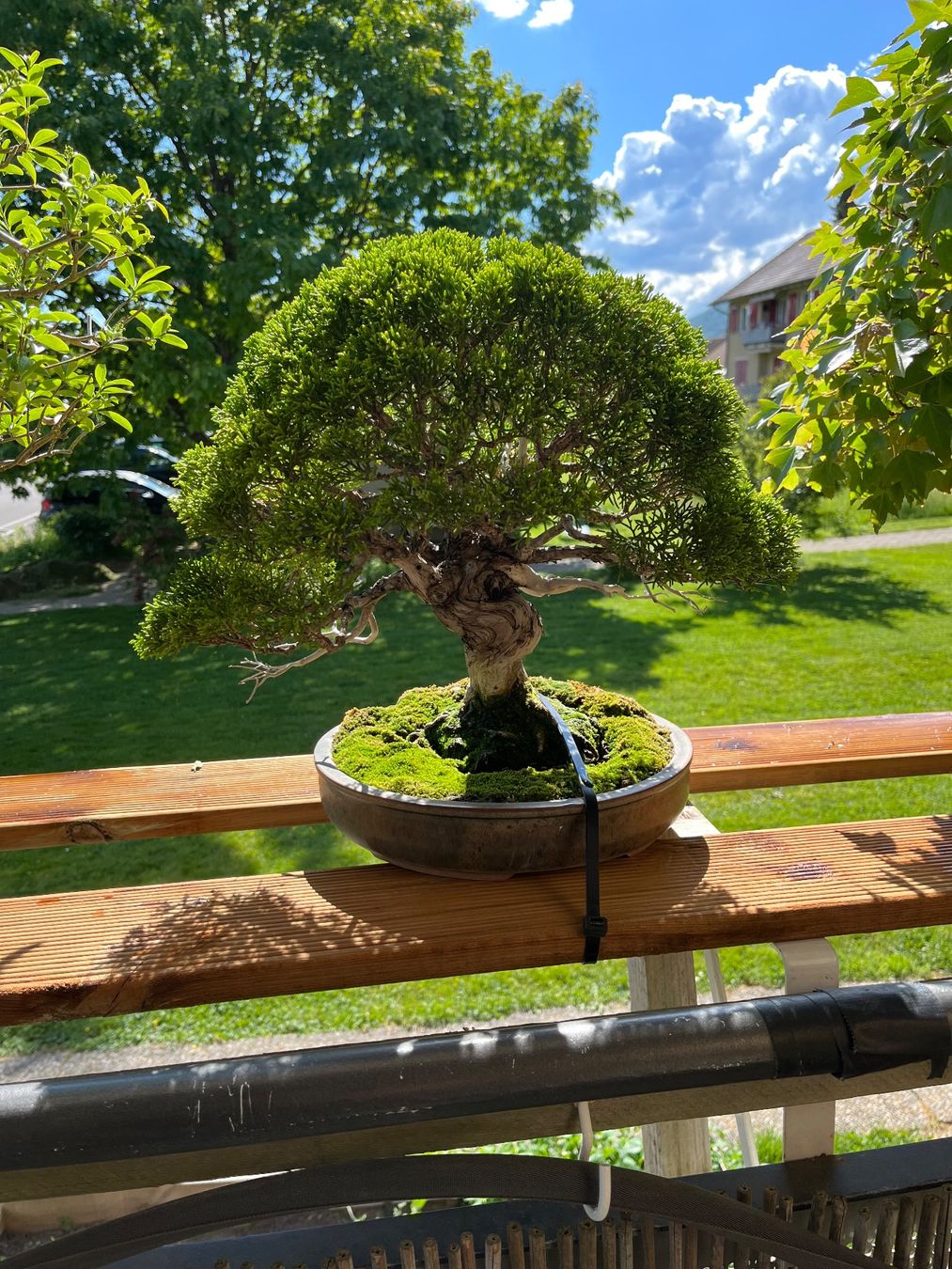 Piante & sementi: bonsai shoin, juniperus chinesis itoigawa – Usato da Lengnau BE venduto da Meij 1