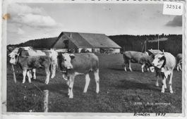 A la montagne - Kühe, vaches, cows