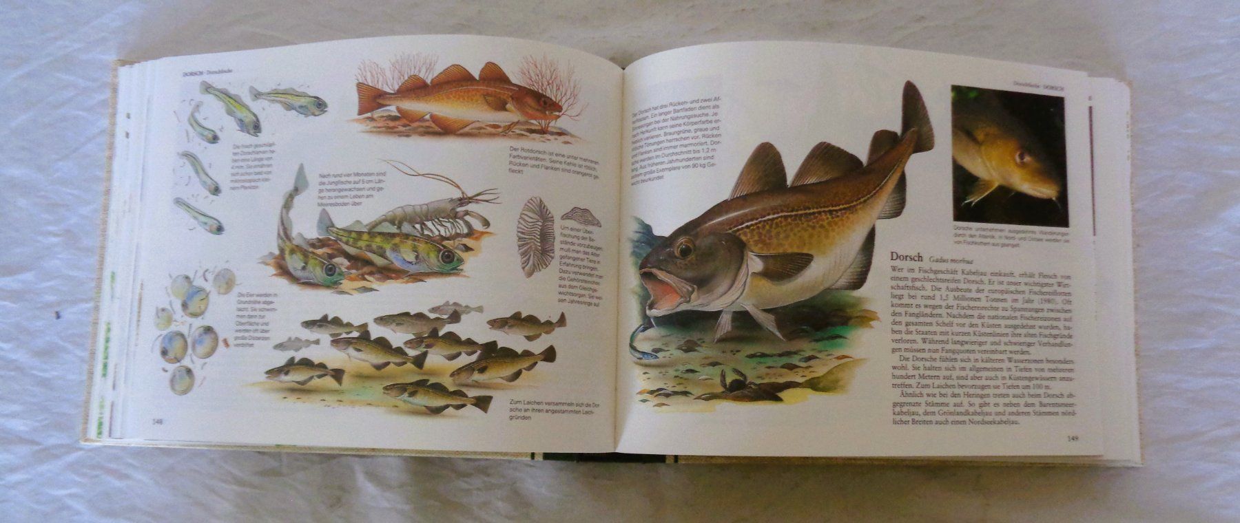 Libri: Fische + andere Wassertiere  Mitteleuropas / Buch 1986 – Usato da Bellach venduto da JingleJerry 5