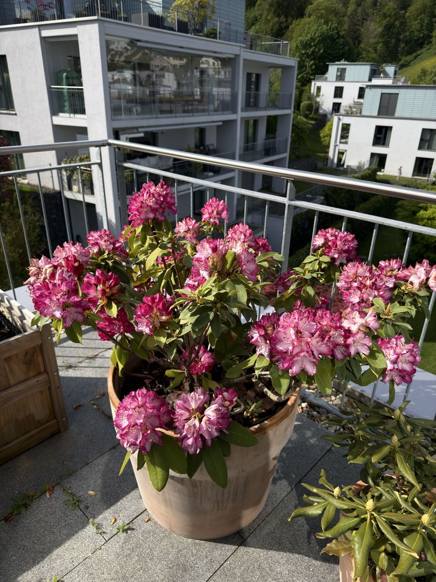 Pflanzen & Samen: Rhododendron Pflanze mit Topf – Gebraucht aus Richterswil von ski_7ffp