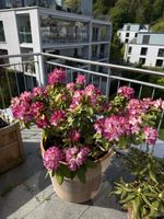 Grosser Rhododendron inkl. Terracotta Topf