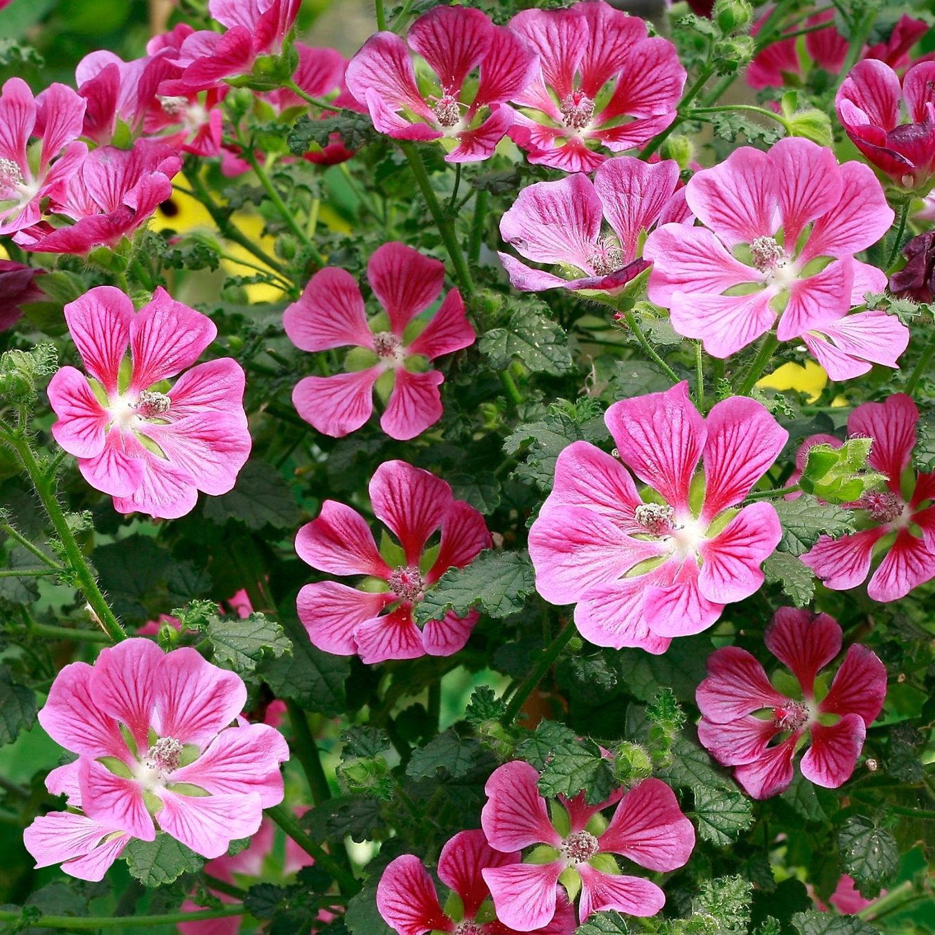 Piante & sementi: Anisodontea capensis   3 PLANTES – Nuovo (secondo la descrizione) da Bremblens venduto da FIBONACCI369 1