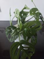 Monstera Adansonii Ableger