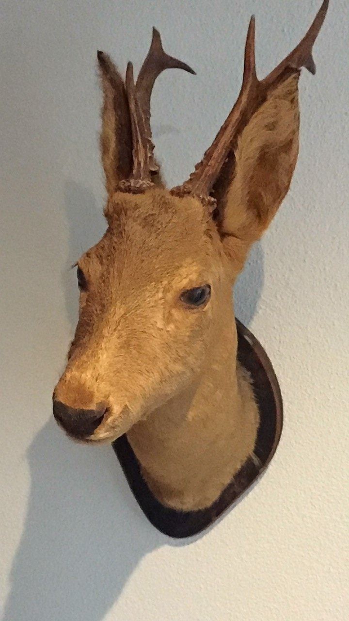 Il mondo degli animali: REHBOCK-KOPF – Usato da Nottwil venduto da fra_7yln