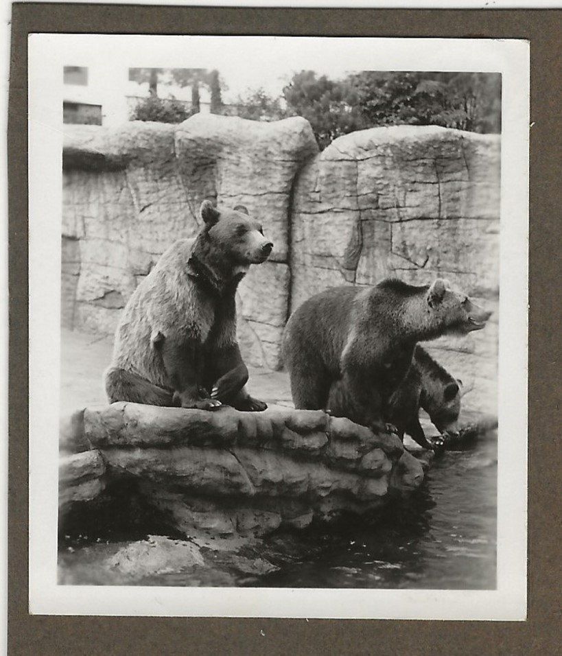 Cartoline postali: Basel,Zoo,Bären,Foto 1930 – Usato da Frauenfeld venduto da Merk52