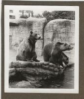 Basel,Zoo,Bären,Foto 1930