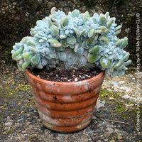 Echeveria Pulvinata Frosty Cristata - seltene Cristata-Form
