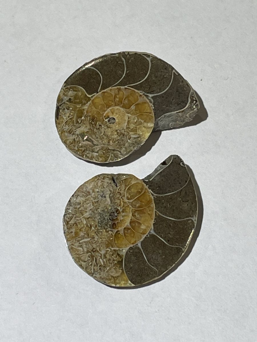 Fossilien: Ammonit Paar / Fossil / Stein – Neu (gemäss Beschreibung) aus Rümlang von euqinom16 1