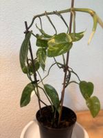 Epipremnum Pinnatum Albo Variegata. Ohne übertopf  (Nb.A)