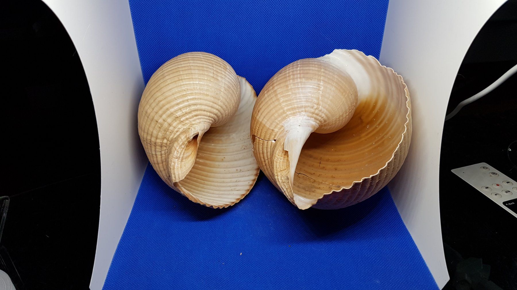 Fossili: Riese Muscheln – Usato da Zürich venduto da Hamaster 1