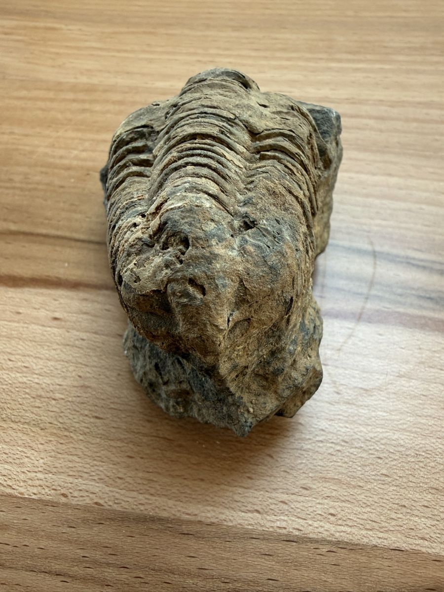 Fossili: Versteinerter Trilobit – Usato da Grenchen venduto da Bastet007 2