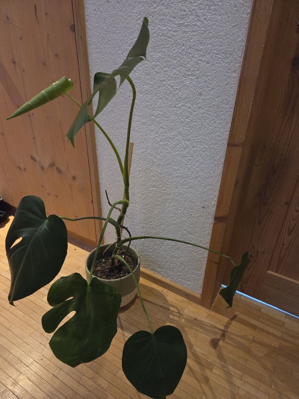 Pflanzen & Samen: Monstera Deliciosa Zimmerpflanze – Gebraucht aus Herisau von gulisutter 2