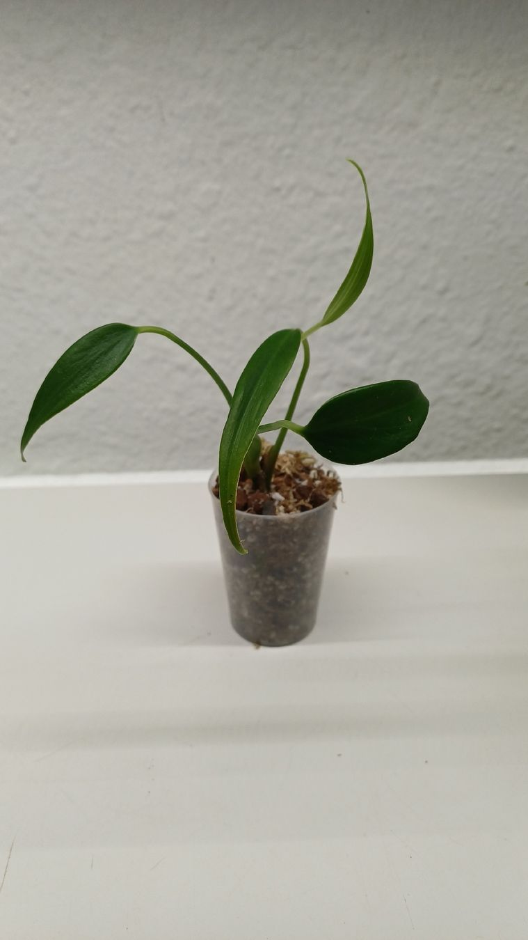 Plantes & graines: Monstera – D'occasion à Bern par uwi_8t7x