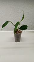 Monstera