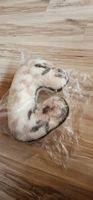 Nackenkissen reine Schurwolle Wolle Beige NEU 