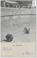 Bern - Bärengraben
