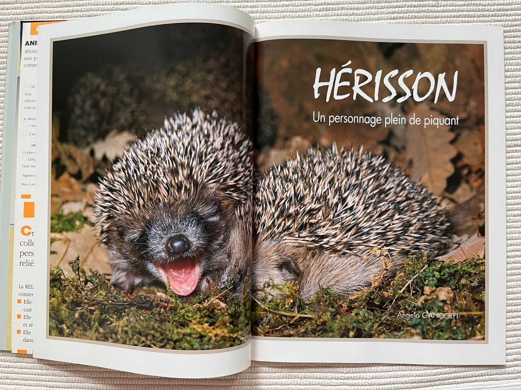 Riviste & Magazine: Animan Nr.36; Sibérie, Hérisson, Vivaldi – Usato da Zürich venduto da Gurkis 6
