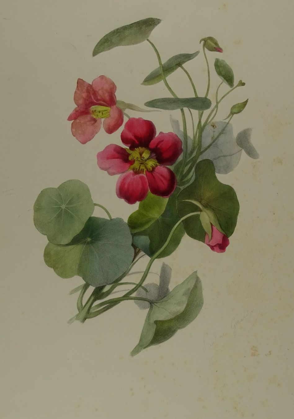 Stiche: FLEUR, BLUME, LITHOGRAPHIE UM 1850 – Gebraucht aus Grüningen von Kartensammler 1