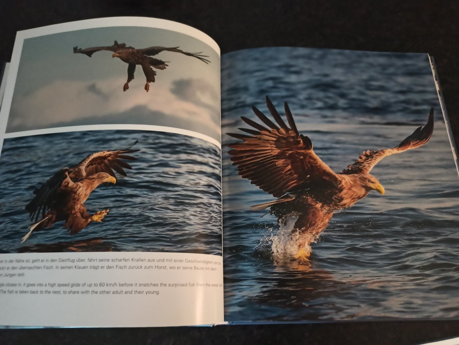 Libri: Buch "Adler, Bär und Co. – Usato da Niederwil AG venduto da Nioc28 1