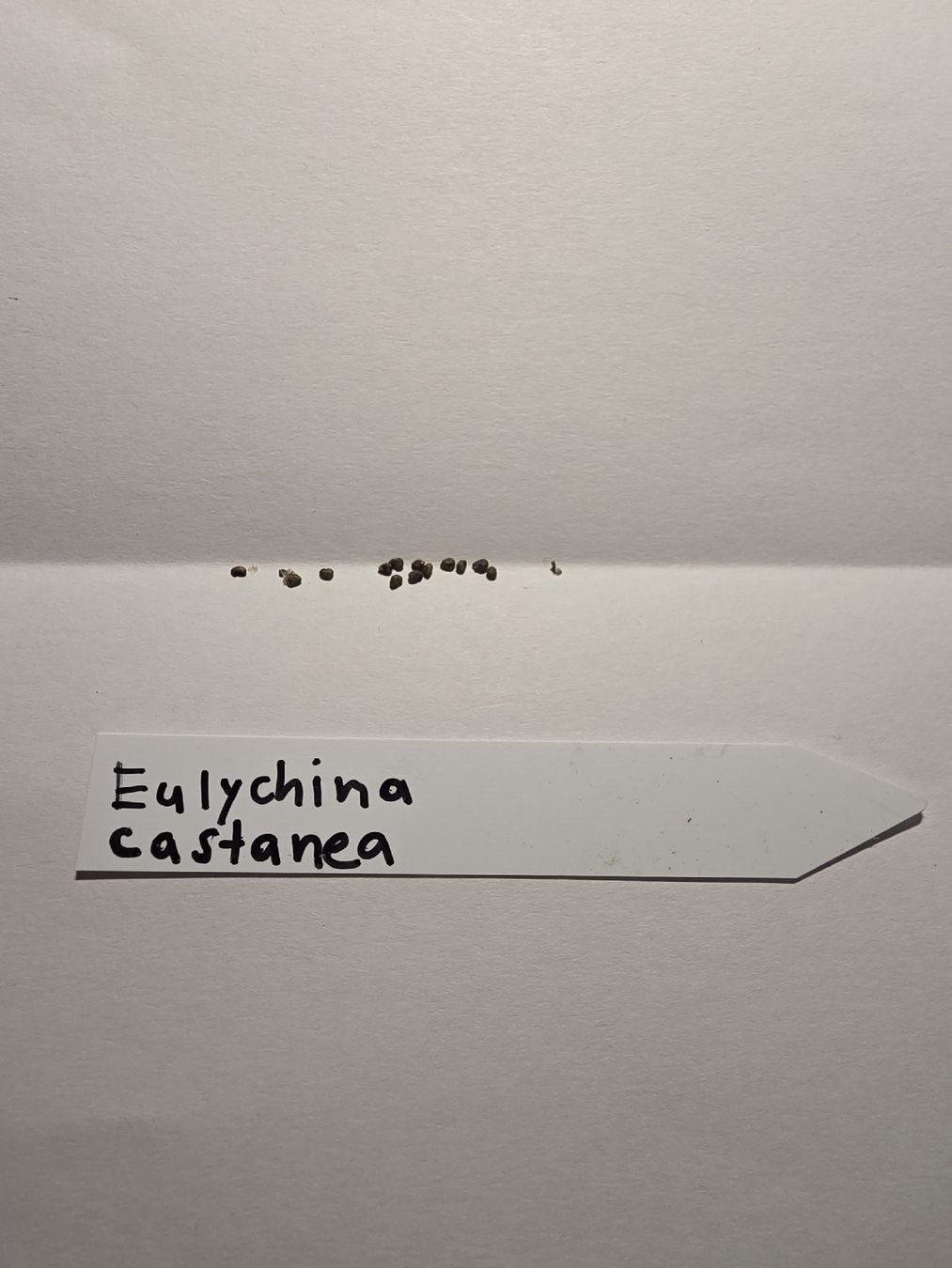 Pflanzen & Samen: Kaktussamen / Eulychina castanea – Neu (gemäss Beschreibung) aus Gerolfingen von Azora 1