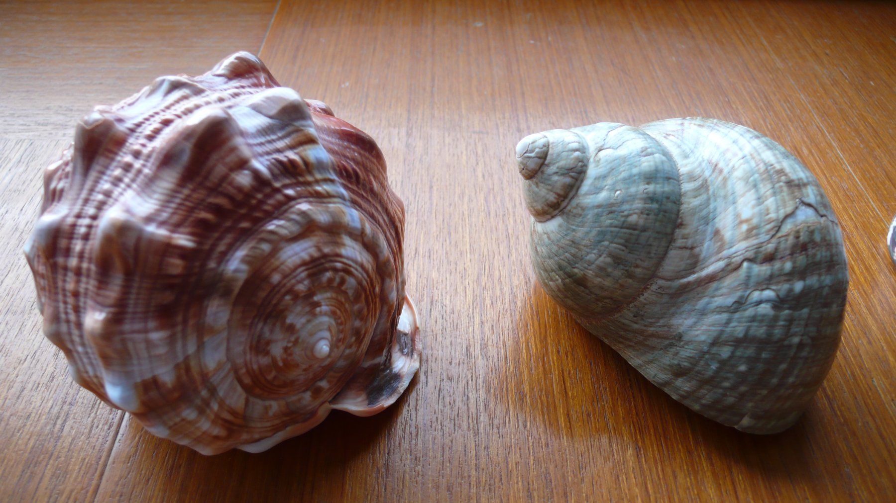 Tutte le decorazioni: 8 hübsche Südsee-Muscheln – Nuovo (secondo la descrizione) da Birmenstorf AG venduto da tritonius 1