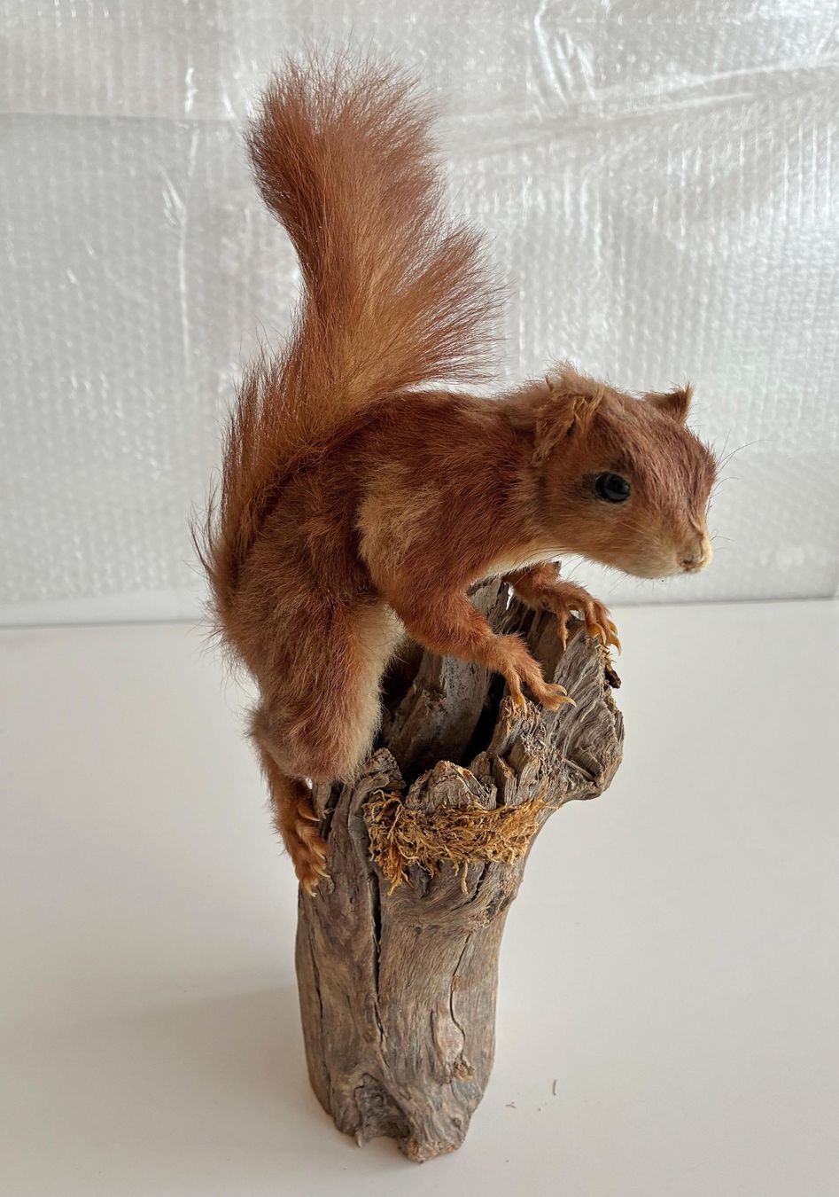 Monde des animaux: Eichhörnchen – D'occasion à Bäretswil par robsonantik