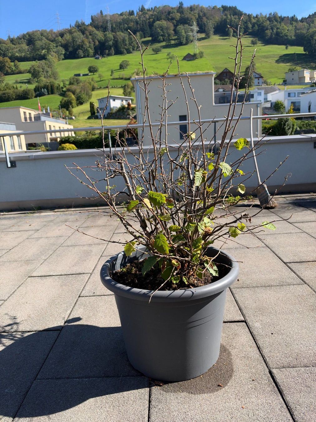 Piante & sementi: Haselnuss – Usato da Root venduto da calmchris 2