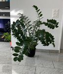 Glücksfeder (Zamioculas) Zimmerpflanze