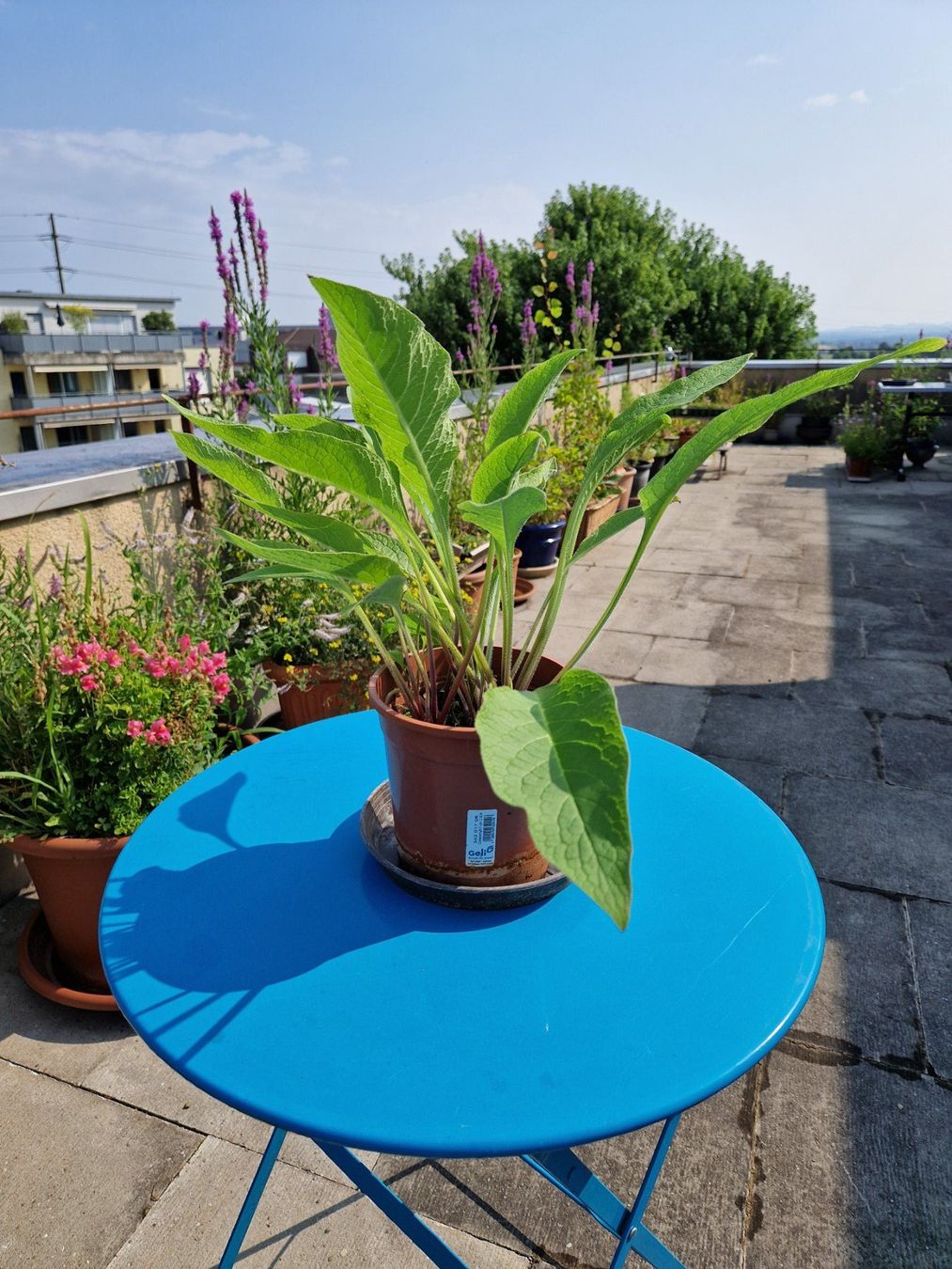 Pflanzen & Samen: Balkon-/Gartenpflanze: Beinwell – Gebraucht aus Münchenbuchsee von Aare22 3