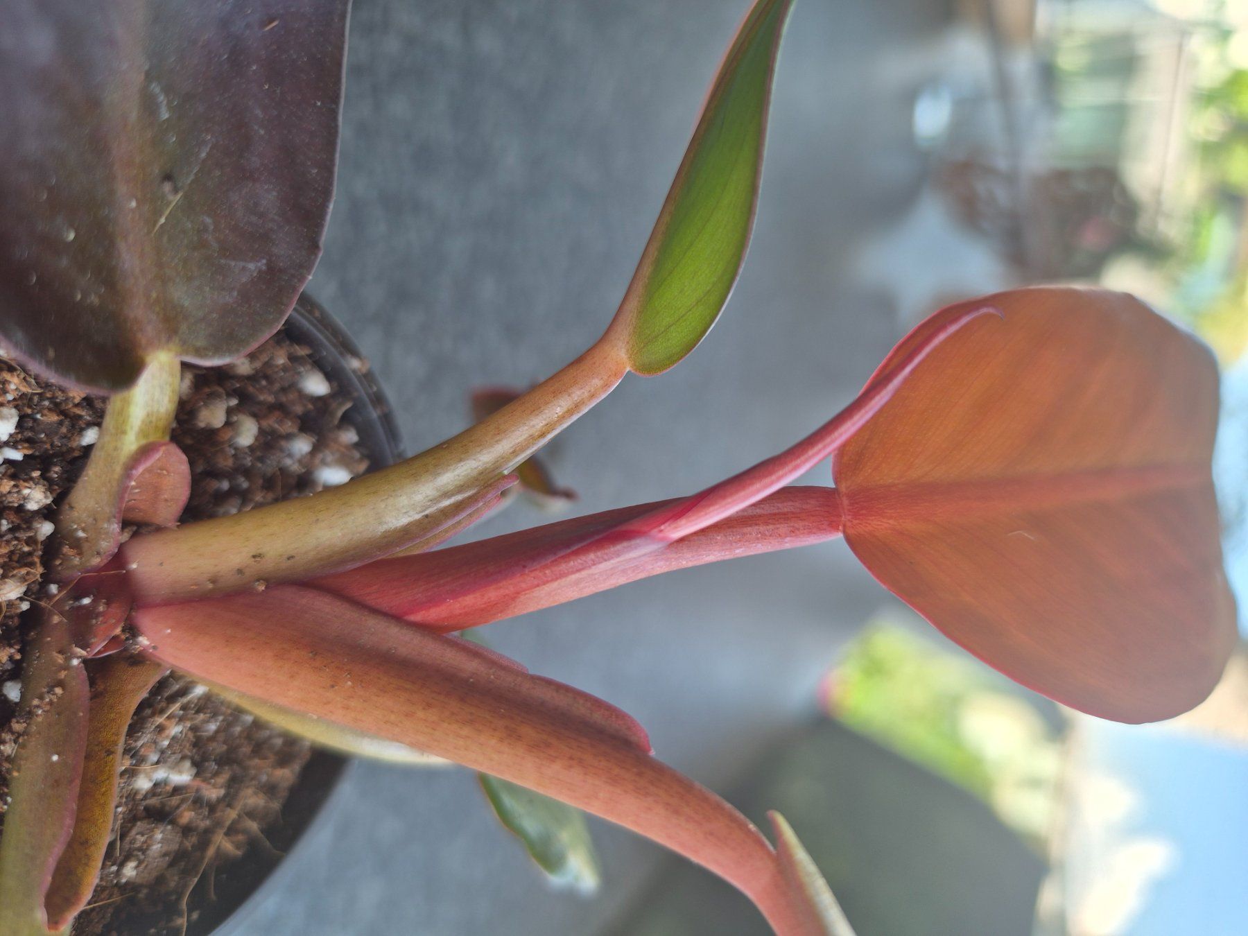 Piante & sementi: Philodendron Red Sun – Usato da Urtenen-Schönbühl venduto da Pflanzenherberge 1