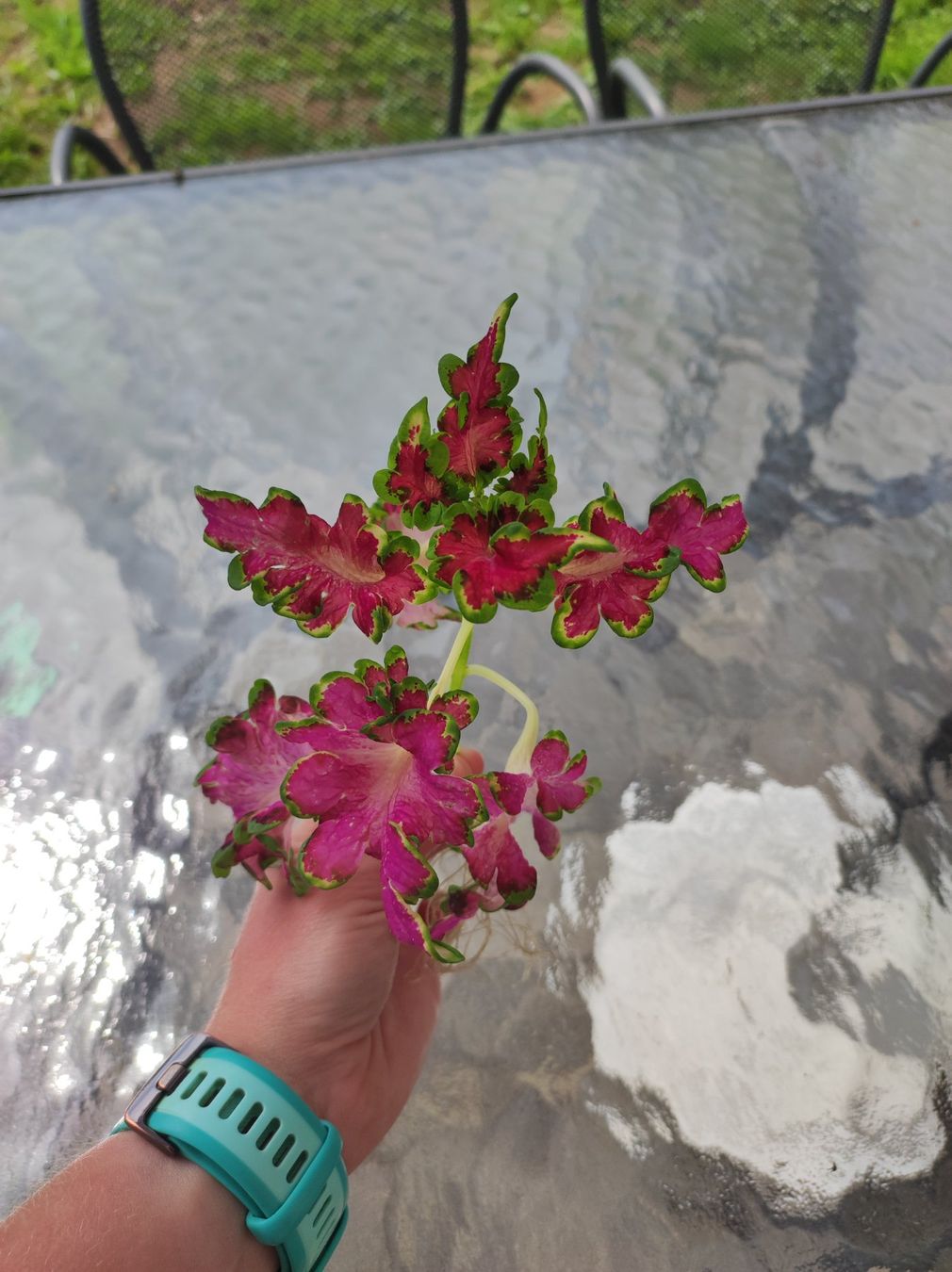 Plantes & graines: Coleus – D'occasion à Hasliberg Hohfluh par eva_9895 1