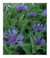 Blaue Berg Flockenblume - Centaurea montana - 25 Samen
