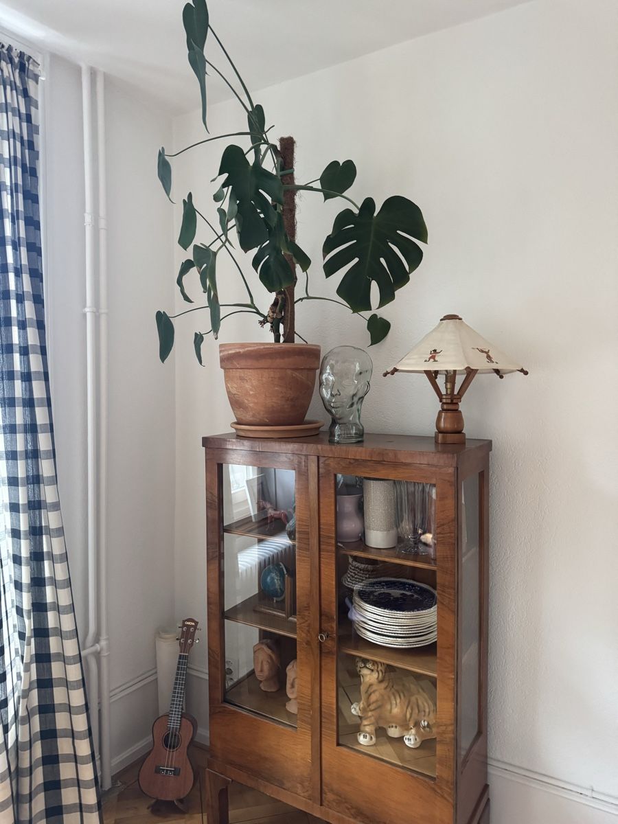 Pflanzen & Samen: Grosse Zimmerpflanze Monstera im Topf – Gebraucht aus Biel/Bienne von leo_h2vb 3