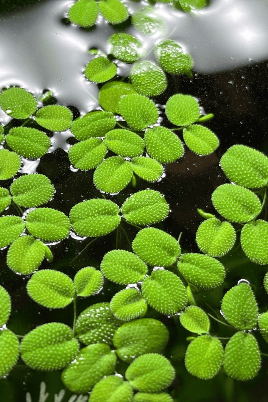 Piante & sementi: Salvinia Minima Schwimmpflanze – Usato da Winterthur venduto da Aquascaper321
