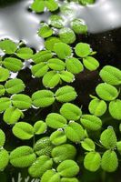 Salvinia Minima Schwimmpflanze
