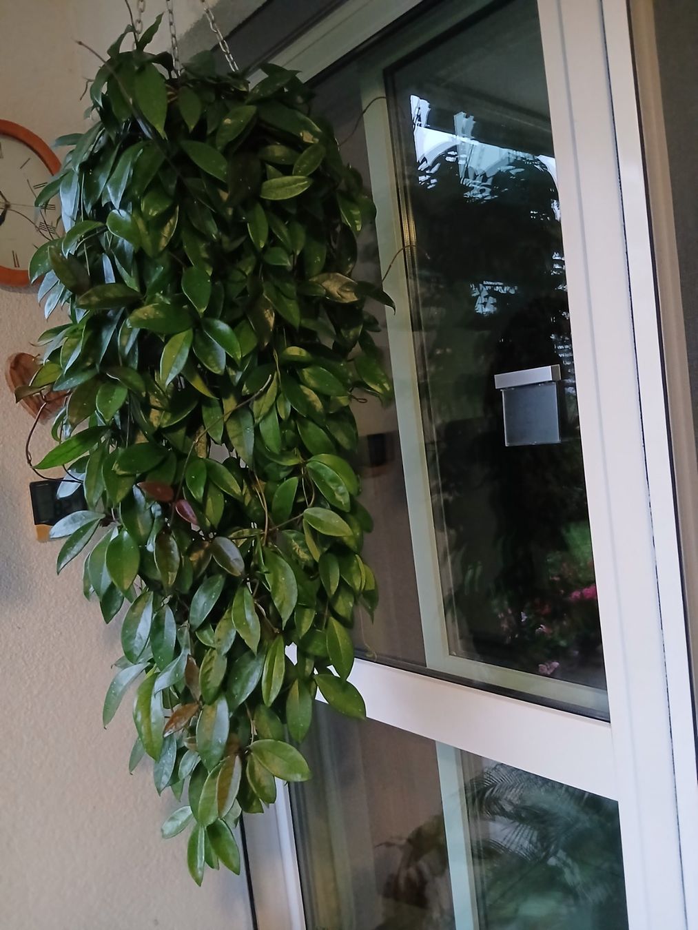 Plantes & graines: Hoya – D'occasion à Zürich par Pizzu1 2