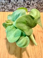 Scindapsus Platinum