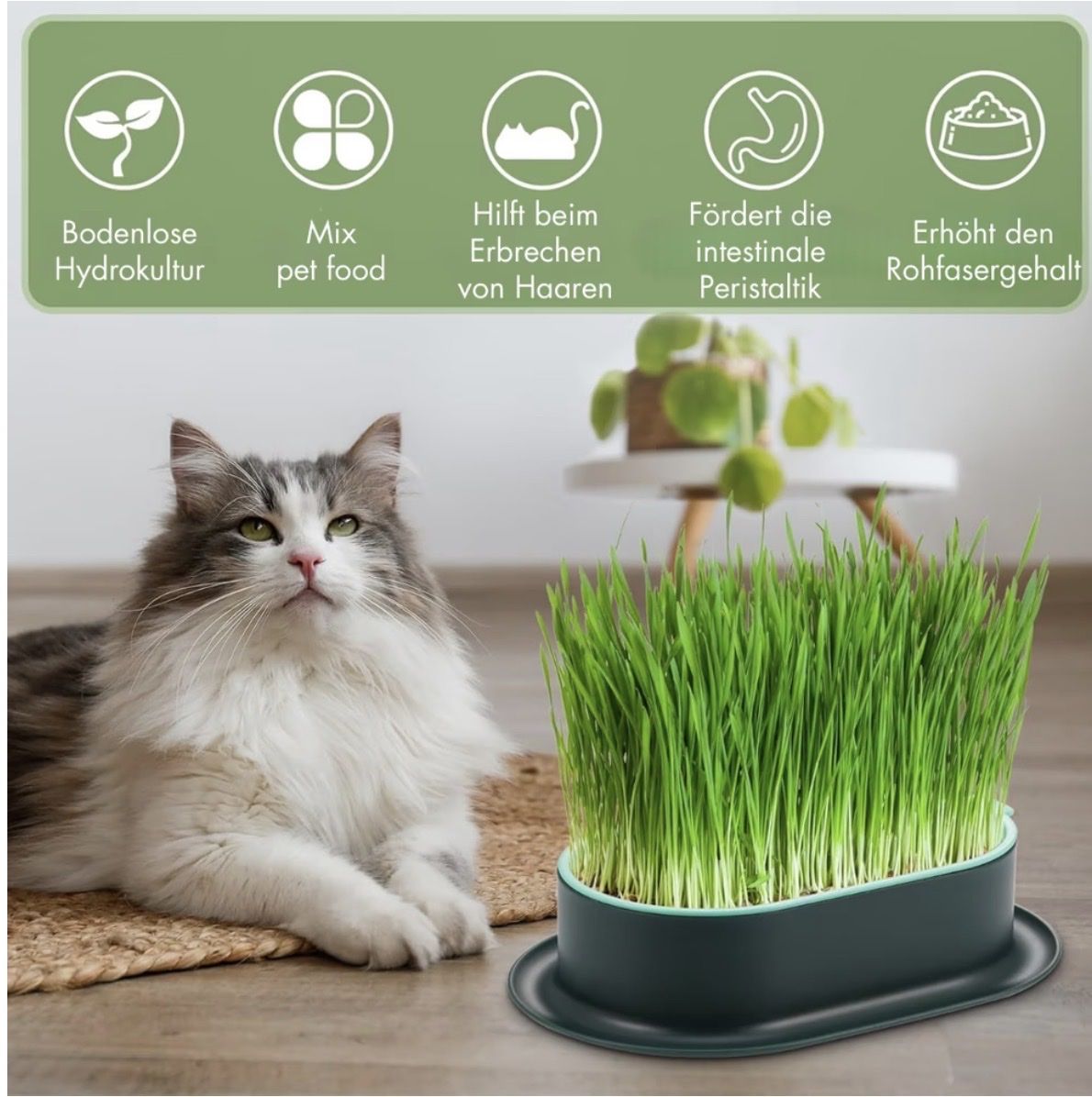 Growbox Altro: SubaPet Grass-Grow – Nuovo (secondo la descrizione) da Fehraltorf venduto da milady 5