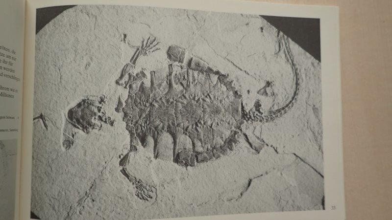 Libri: Buch Green River Fossilien – Usato da Rickenbach BL venduto da Oktober68 5
