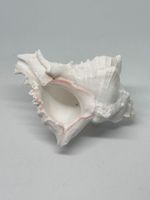 Conchiglia Naturale Murice Ramificato 8 cm