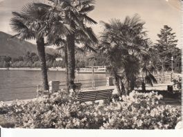 Locarno 1953