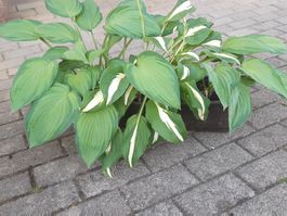 3 Hosta, Funkien im Balkonkästchen