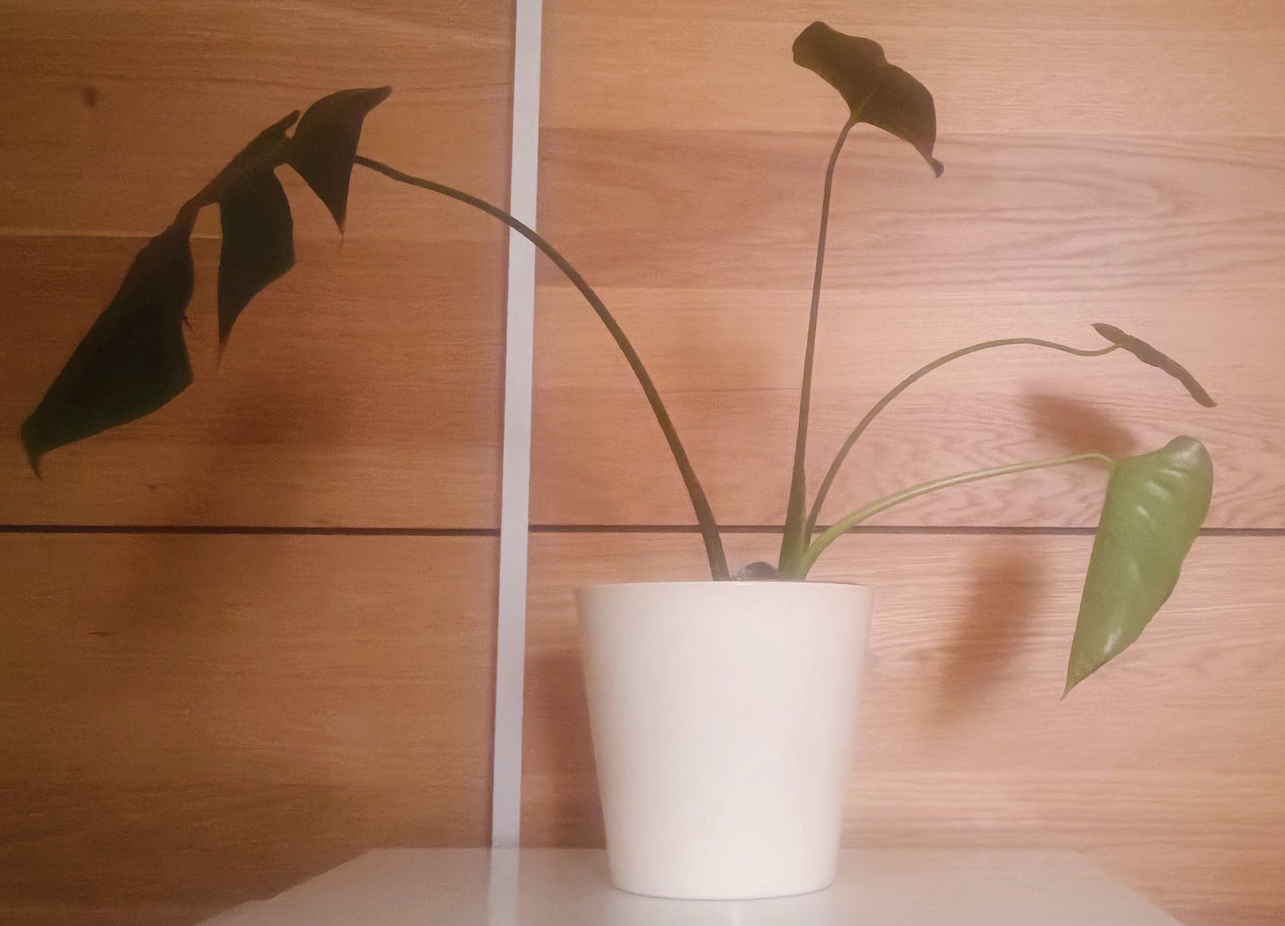 Piante & sementi: Monstera mit weißem Topf, ca. 45 cm hoch – Nuovo e nell'imballaggio originale da Bern venduto da sv-trade 1