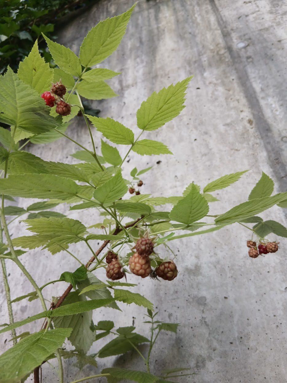 Pflanzen & Samen: Himbeeren Strauch, Süsse Sorte – Gebraucht aus Dübendorf von Fip05 2