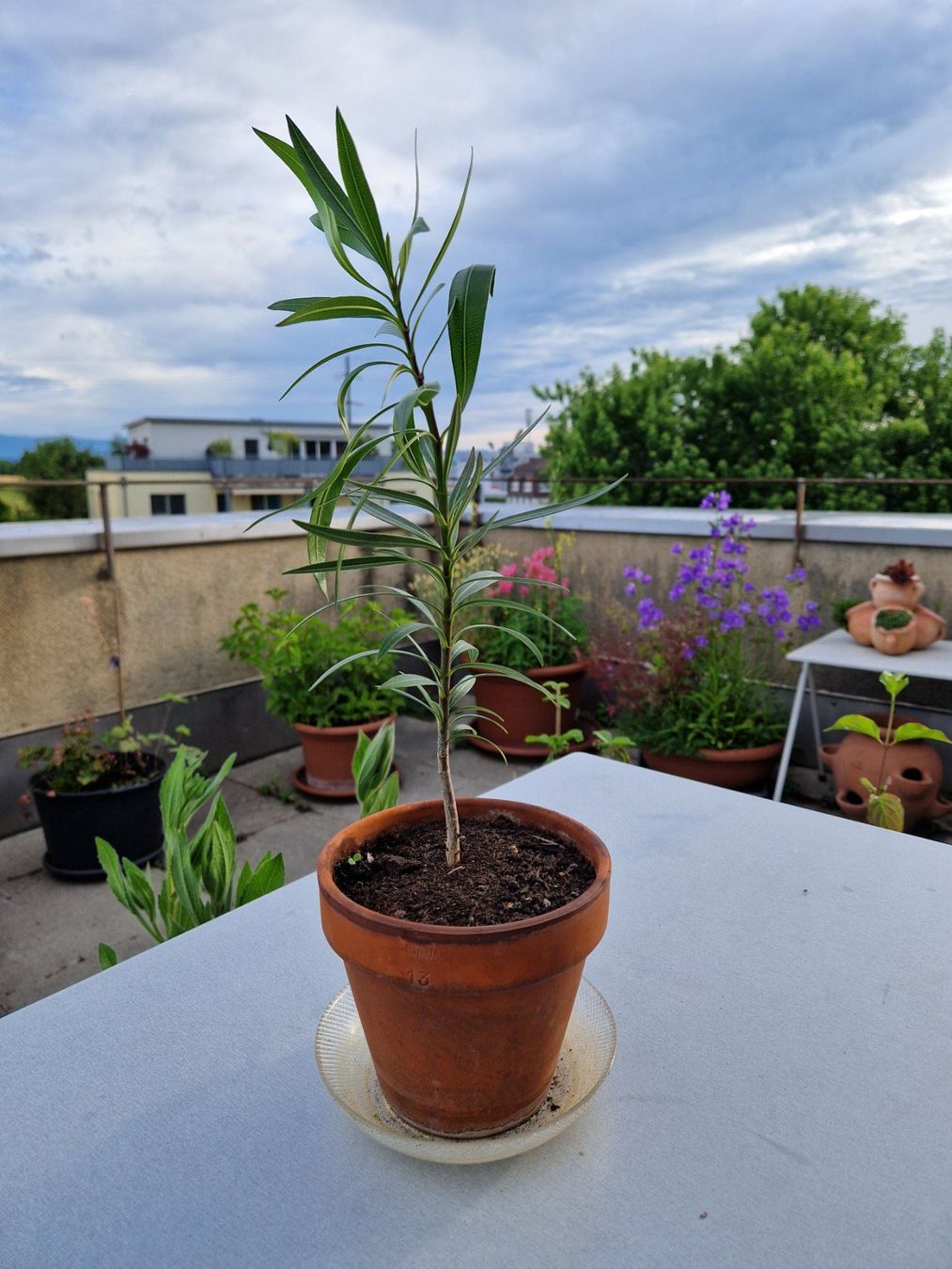 Piante & sementi: Balkon-/Gartenpflanze: Oleander dunkelrosa blühend – Usato da Münchenbuchsee venduto da Aare22 1