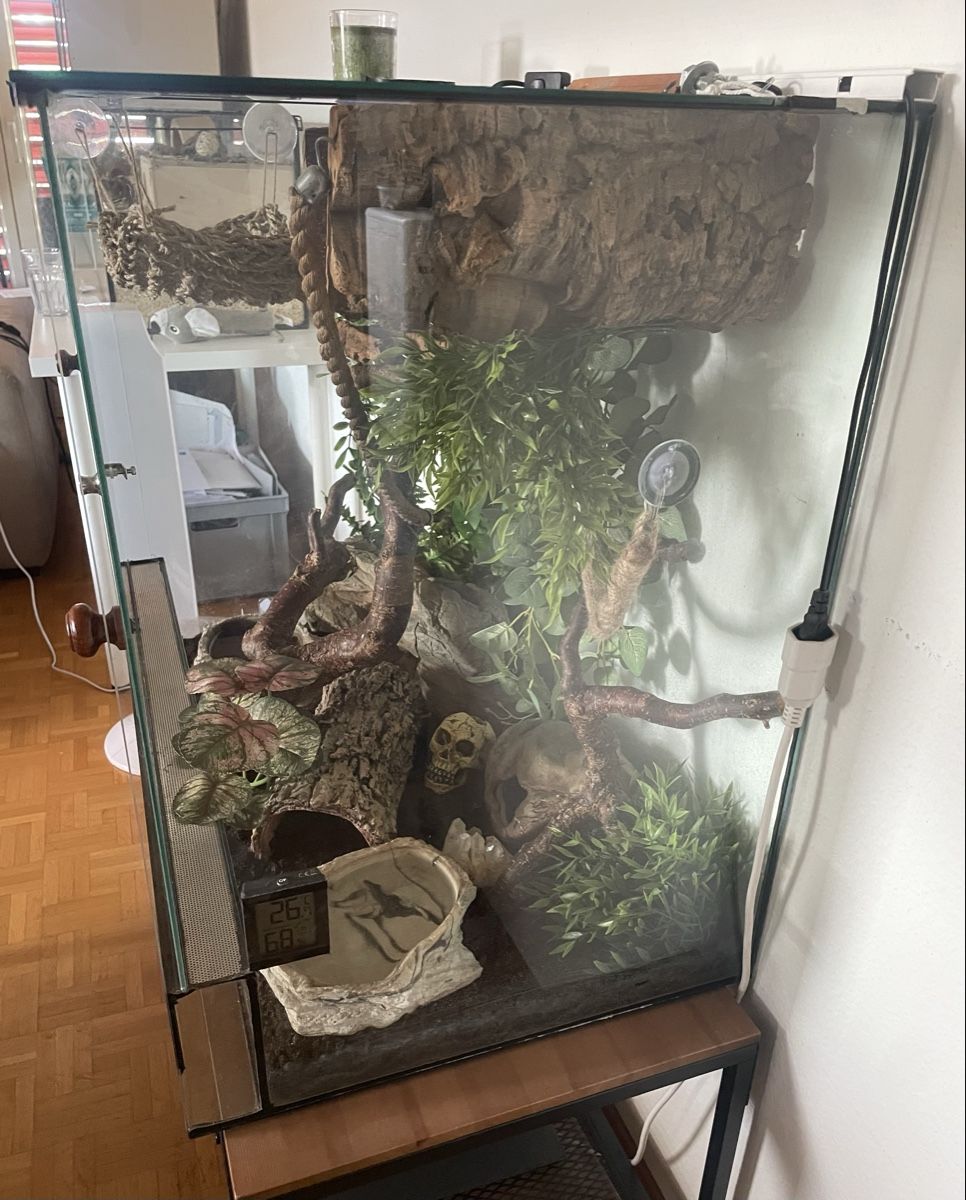 Terrario: Terrarium – Usato da Bülach venduto da dar_5xys 3